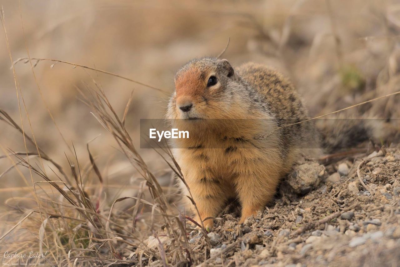 Close-up of prairie dog on field