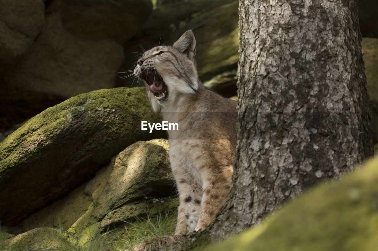 CLOSE-UP OF CAT ON TREE TRUNK