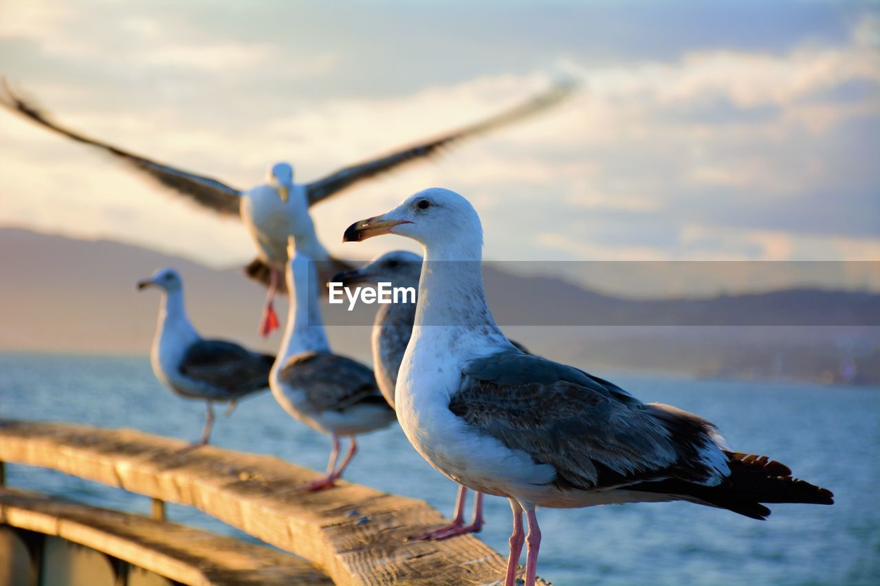 BIRDS PERCHING ON A SEA