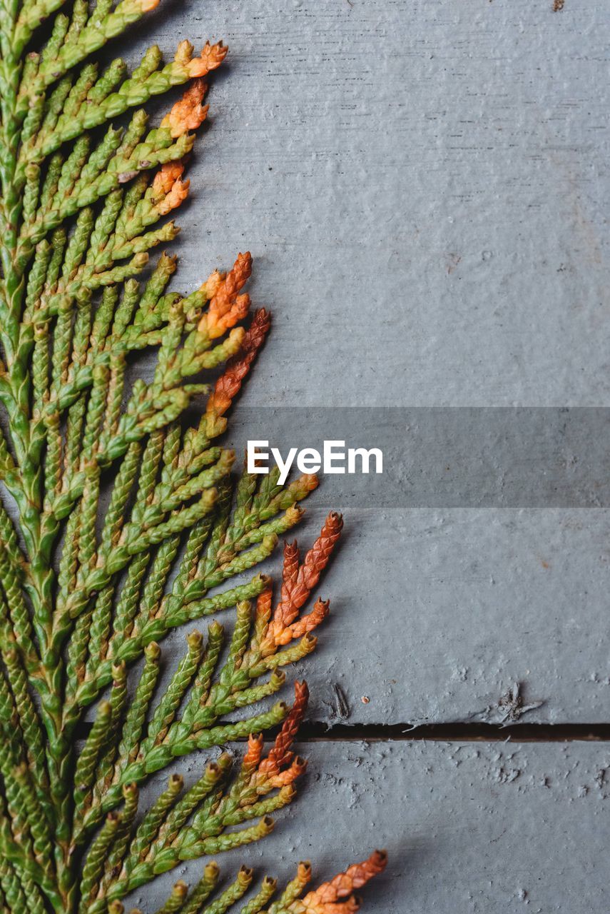 HIGH ANGLE VIEW OF LEAF ON WALL