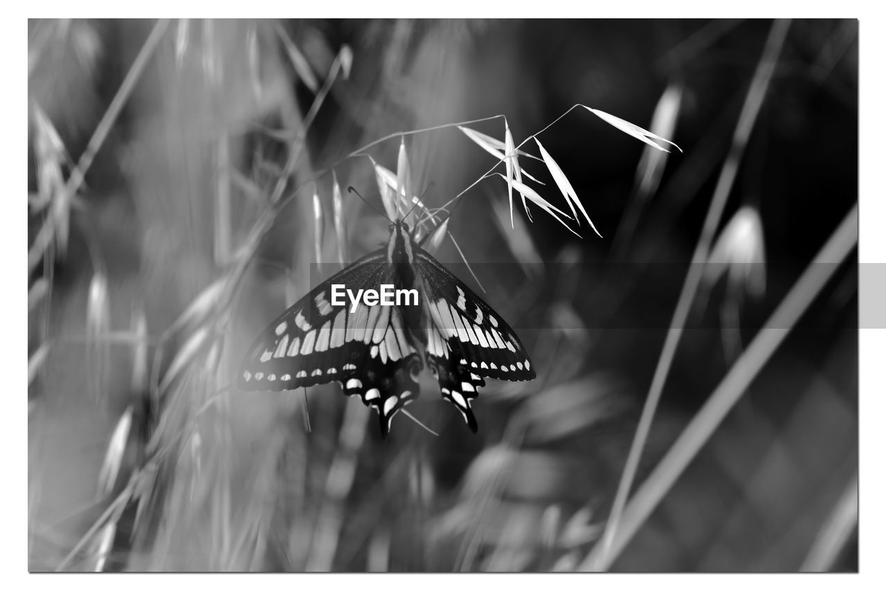 black and white, butterfly, monochrome photography, font, insect, auto post production filter, animal, transfer print, monochrome, nature, close-up, no people, animal themes, focus on foreground, moths and butterflies, animal wildlife