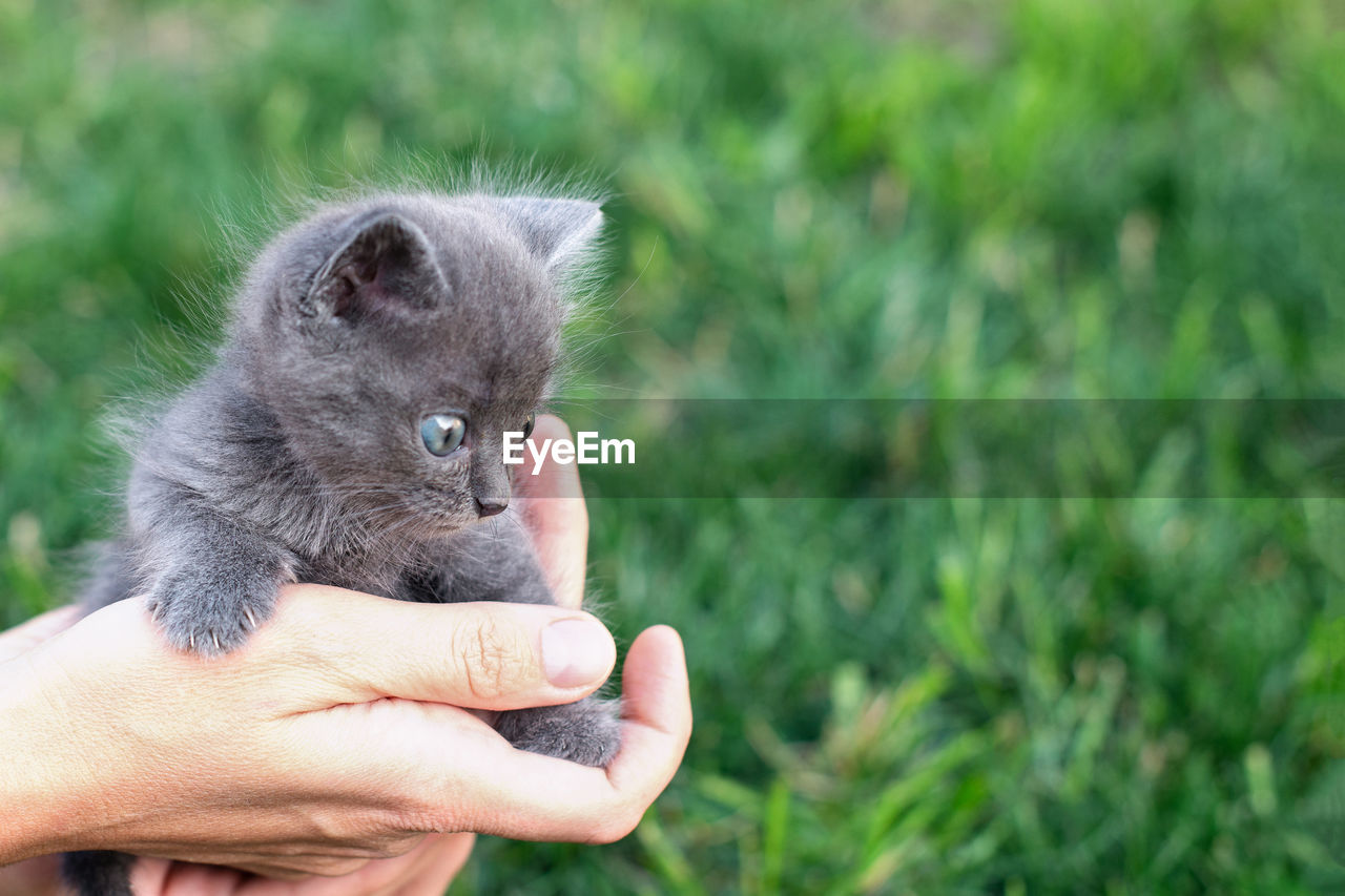 Gray kitten one month old in hands. cat and green lawn outside. copy space