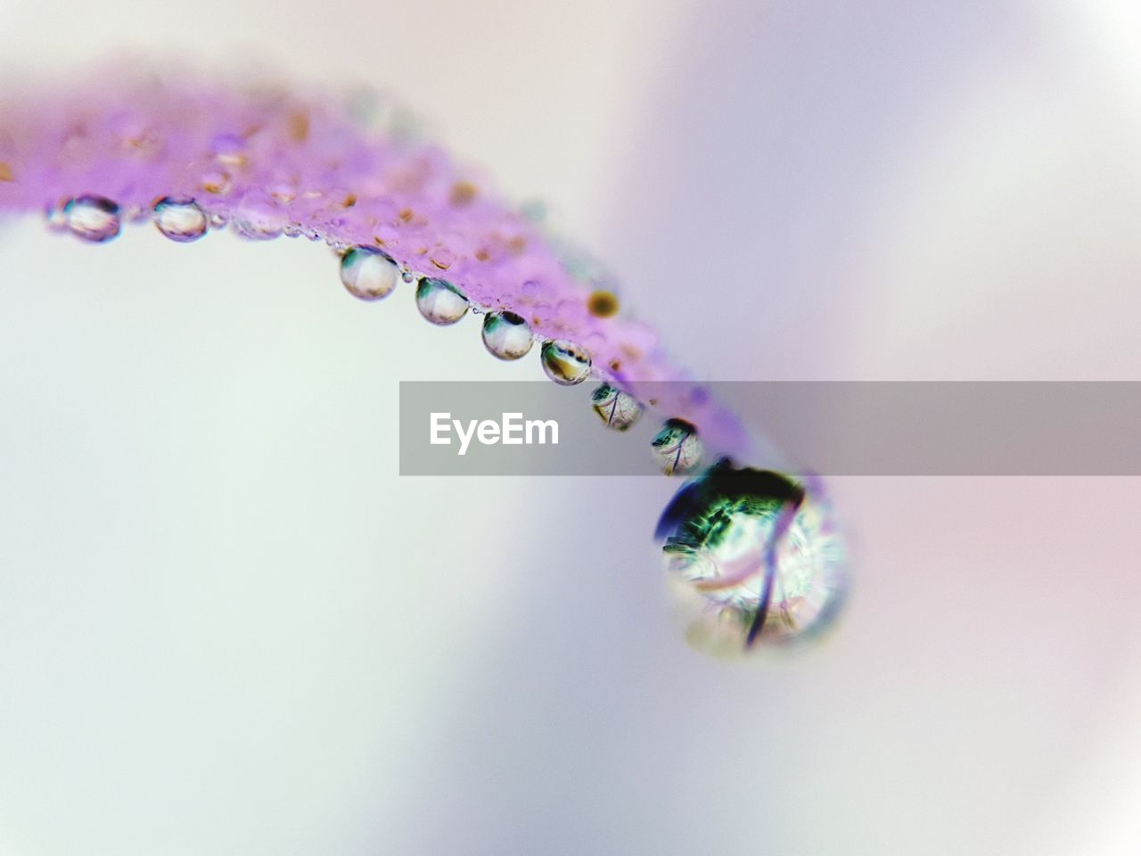 CLOSE-UP OF WATER DROPS ON FLOWERS