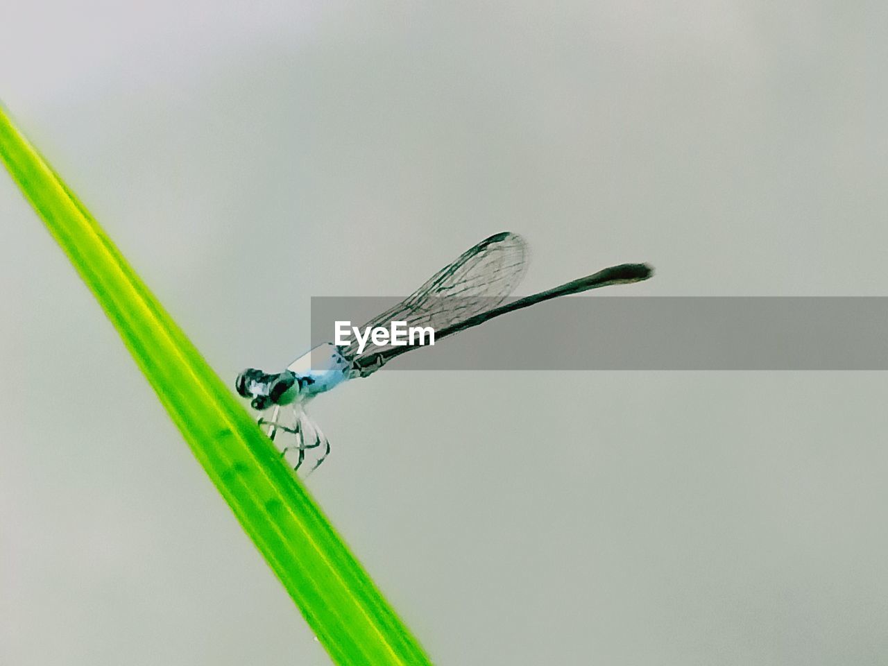 CLOSE-UP OF DRAGONFLY ON PLANT