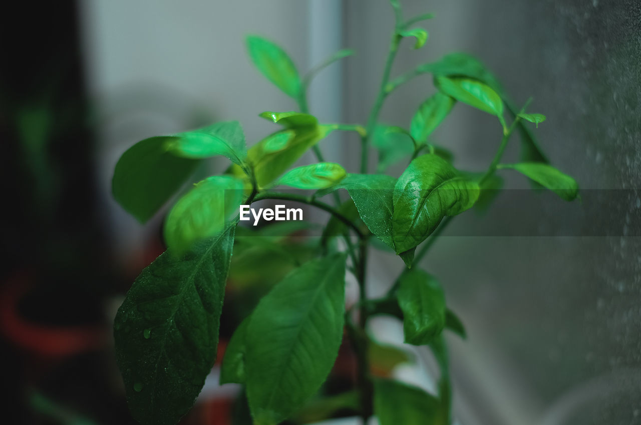 CLOSE-UP OF GREEN LEAVES ON PLANT AGAINST WALL