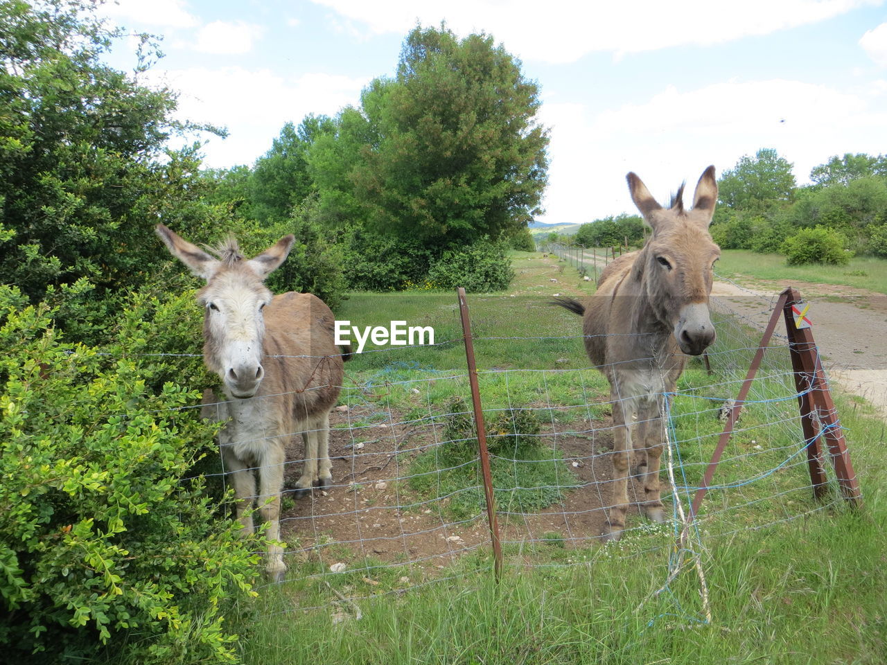 HORSES IN THE FIELD