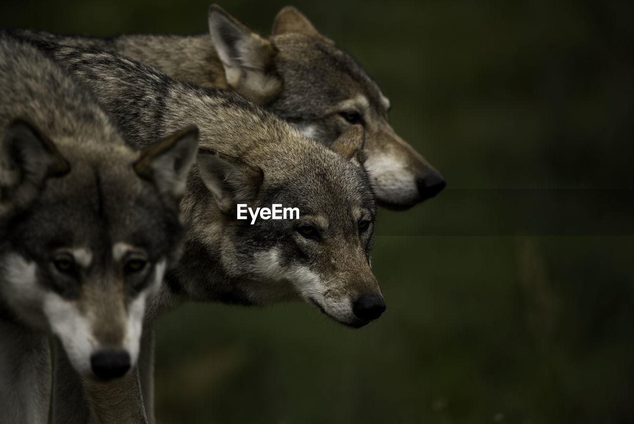 Close-up of three wolves