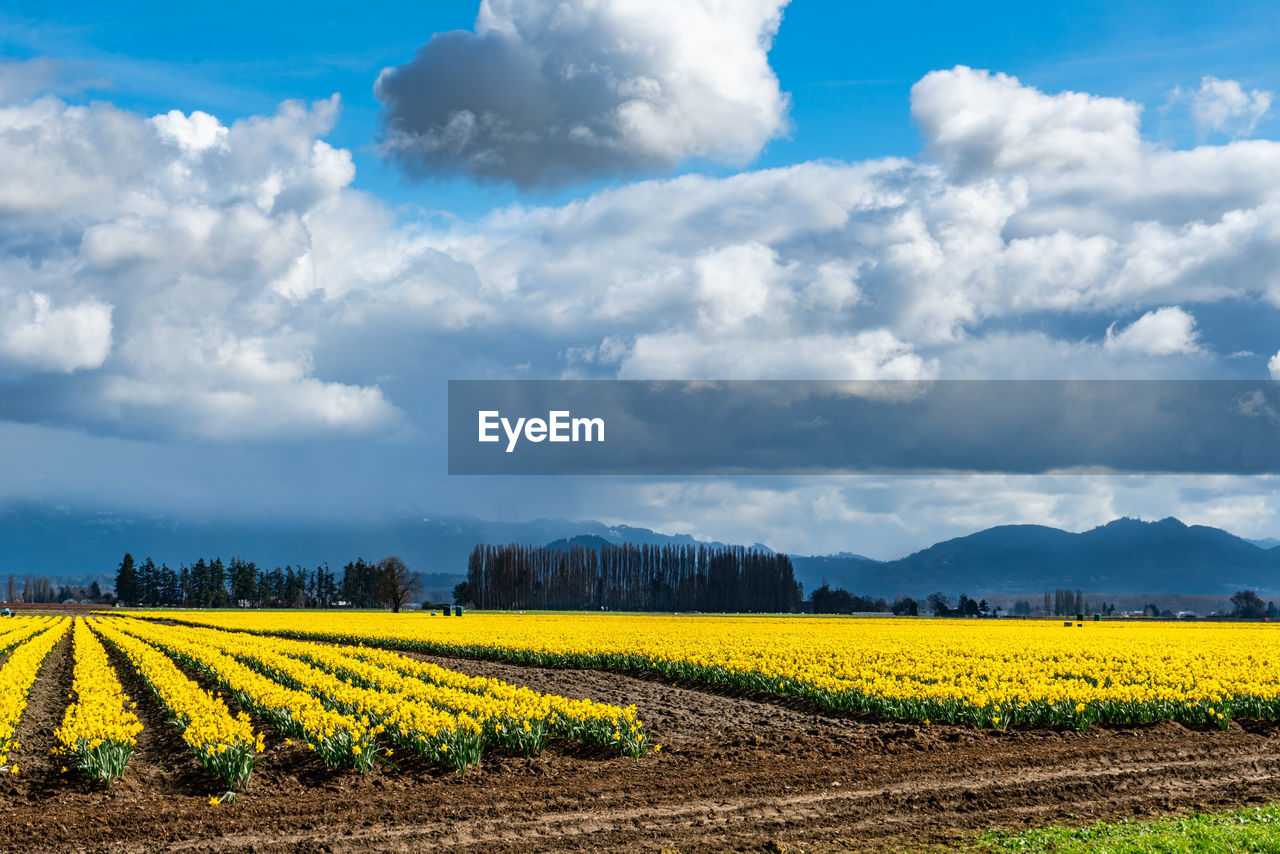 landscape, sky, cloud, plant, field, environment, rural scene, agriculture, land, beauty in nature, flower, scenics - nature, rapeseed, nature, crop, flowering plant, farm, yellow, horizon, growth, rural area, freshness, tranquility, plain, tranquil scene, blue, no people, springtime, canola, prairie, idyllic, oilseed rape, vegetable, tree, produce, outdoors, food and drink, grassland, day, food, meadow, vibrant color, sunlight, travel, in a row, non-urban scene, cultivated land, multi colored, fragility, abundance, travel destinations, blossom, grass, summer