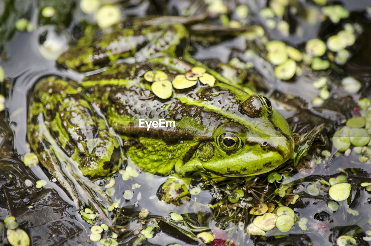 Close-up of frog in puddle