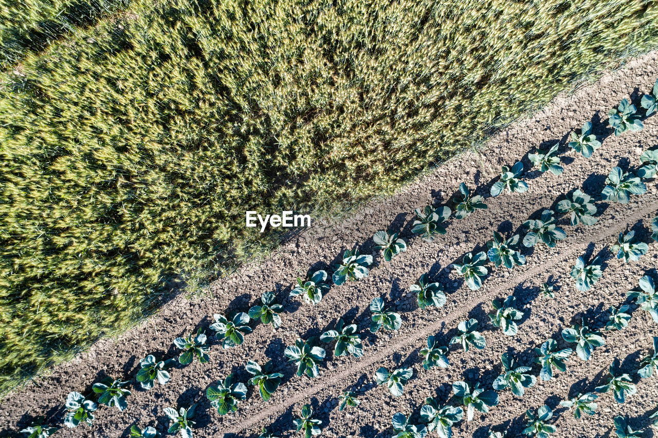 HIGH ANGLE VIEW OF CROP FIELD