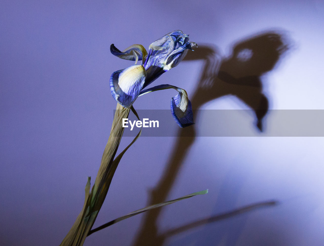 Dying iris and its shadow against a grey-blue wall