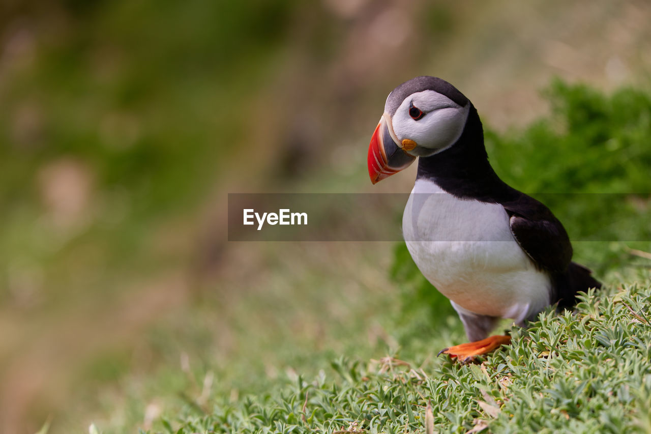 Genus fratercula. puffin atlantic bird in ireland. saltee island