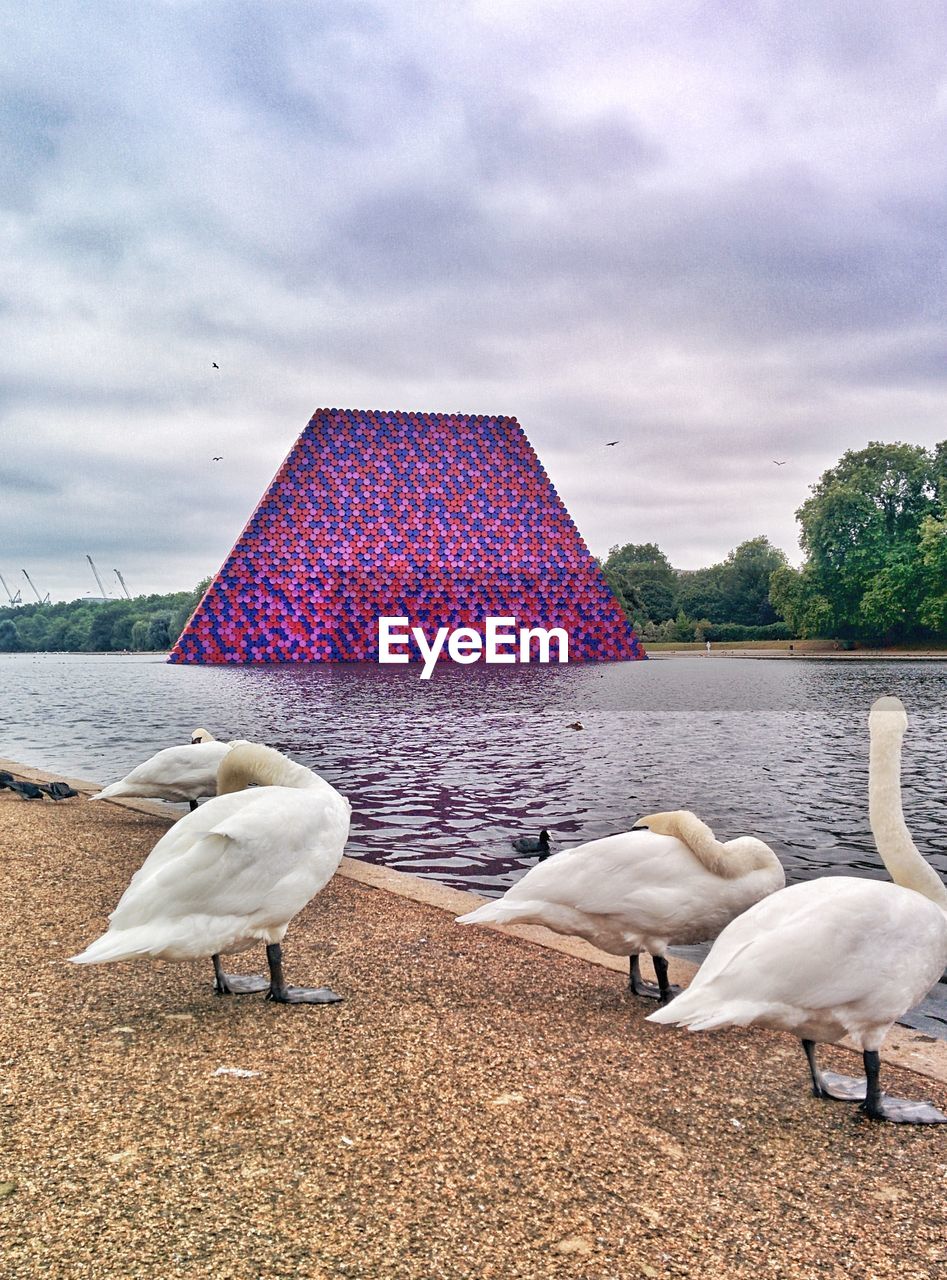 VIEW OF SWANS ON CALM LAKE