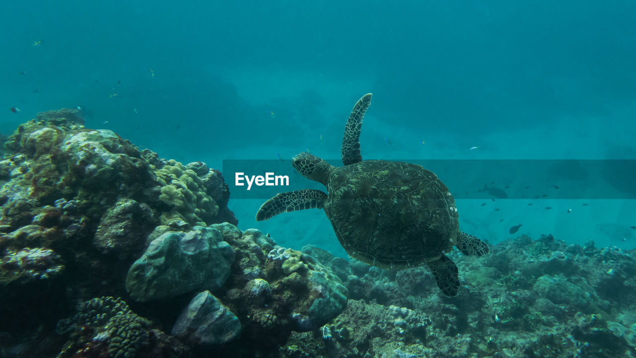 VIEW OF FISH SWIMMING IN SEA