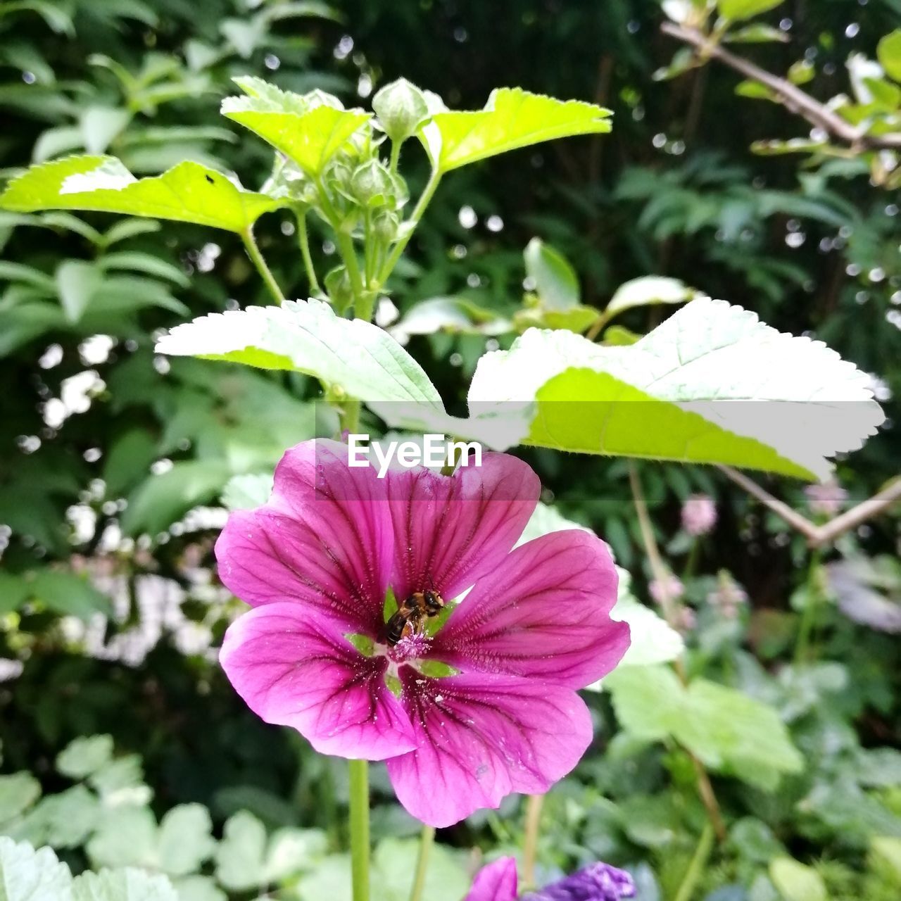 flower, flowering plant, plant, freshness, beauty in nature, petal, growth, fragility, flower head, inflorescence, close-up, nature, pink, plant part, wildflower, leaf, no people, focus on foreground, day, outdoors, green, pollen, botany, springtime, purple, blossom