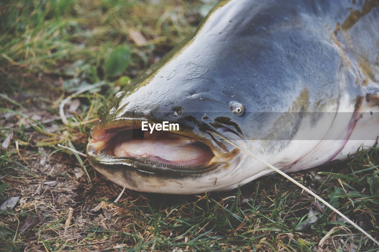 High angle view of fish on field