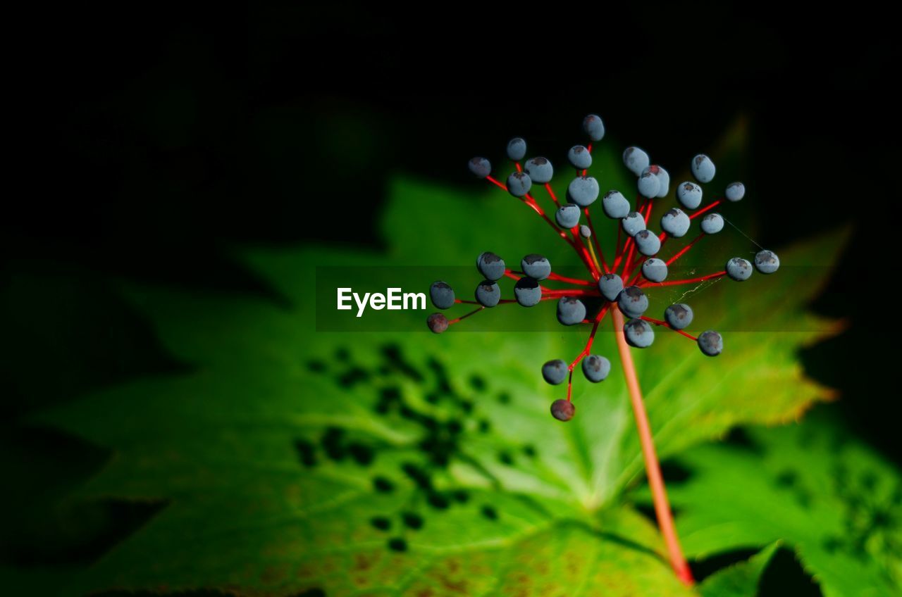 CLOSE-UP OF WATER LILY