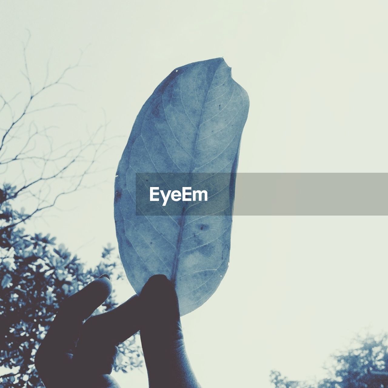 Person holding leaf against sky