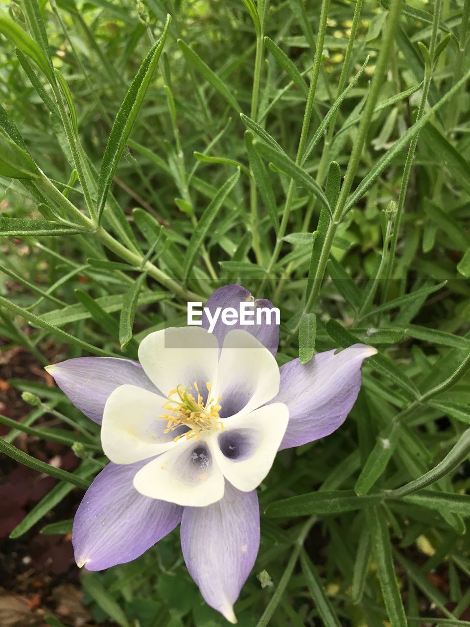 High angle view of flower and grass on field