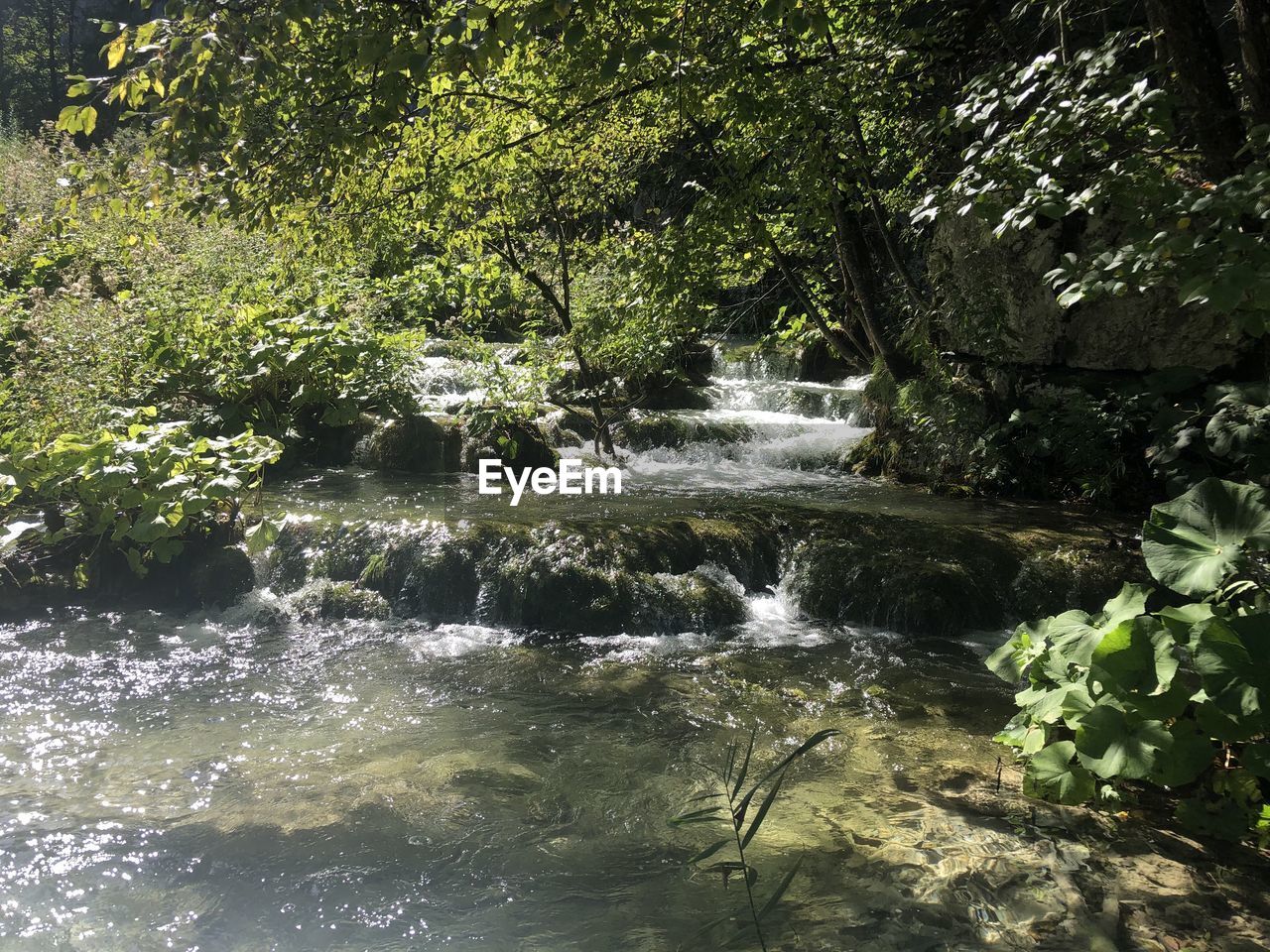 WATER FLOWING IN FOREST