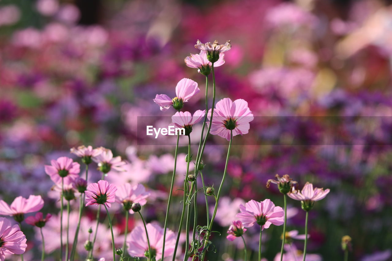 Close-up of purple flowering plants on field