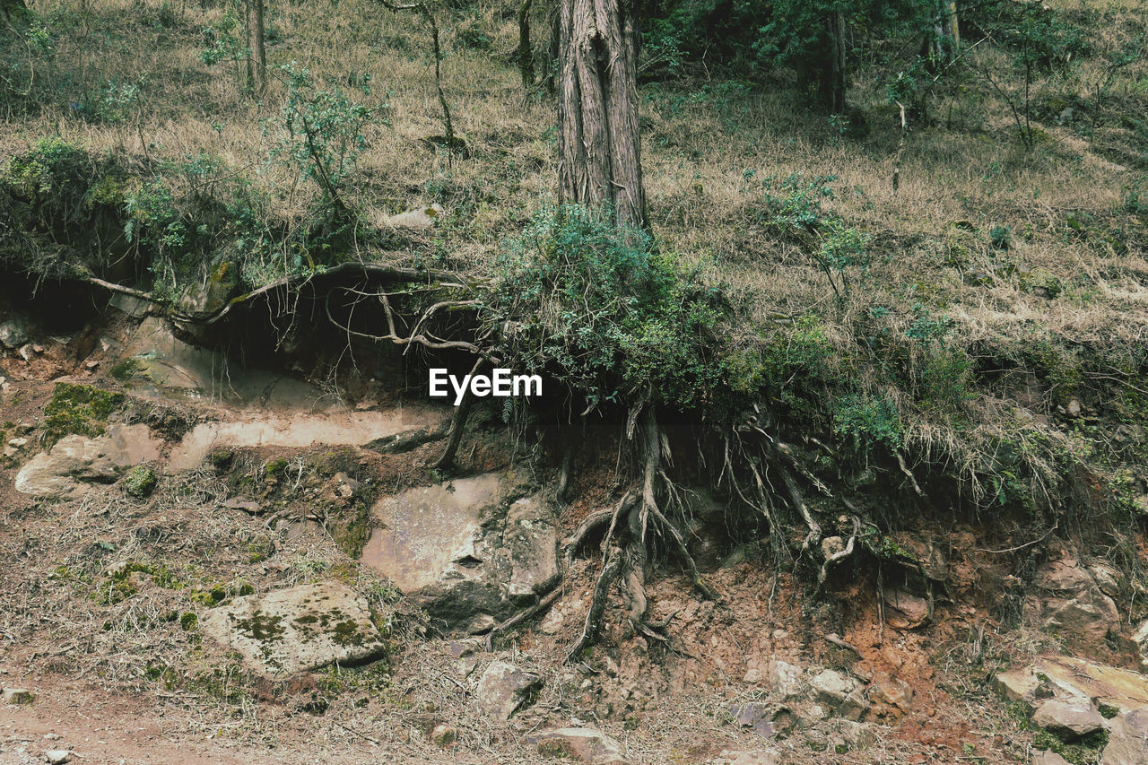 View of trees in forest