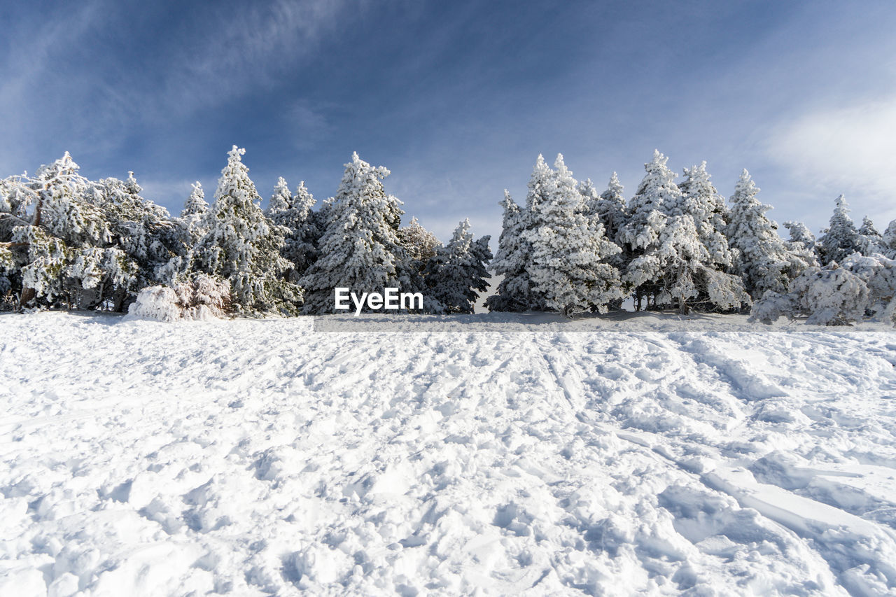 Snow covered trees on field against sky