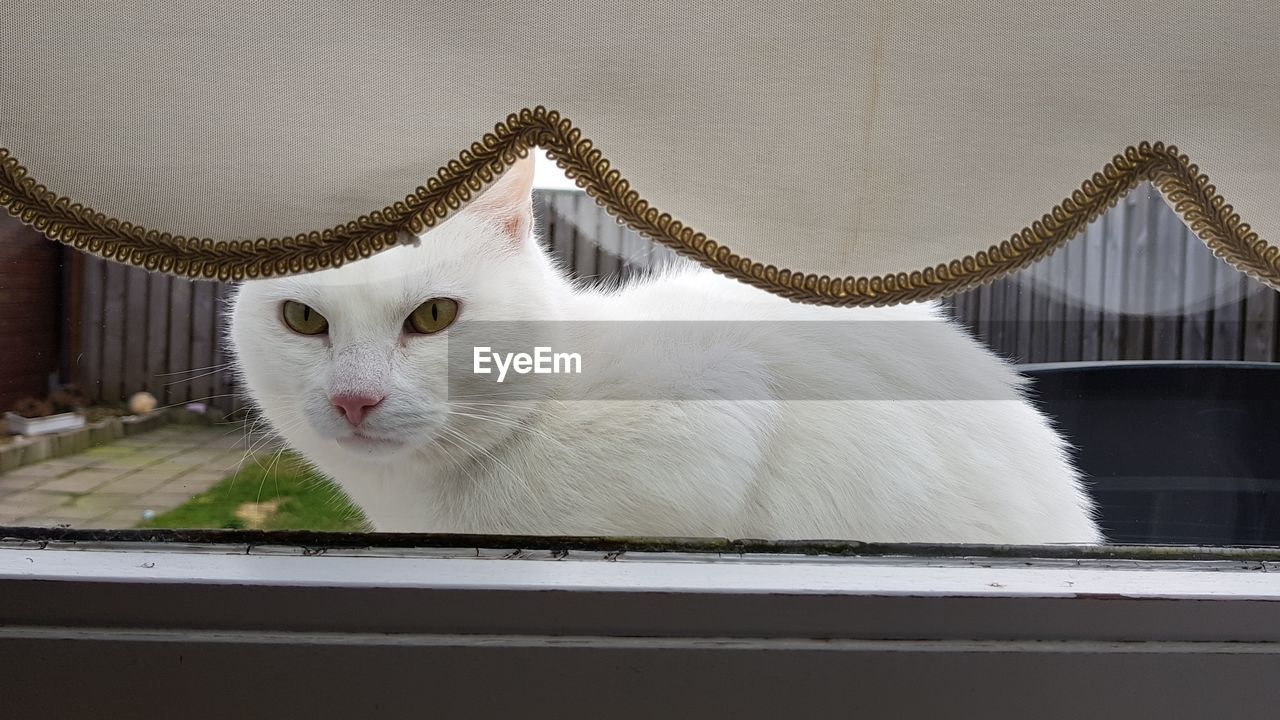 Portrait of cat looking through window