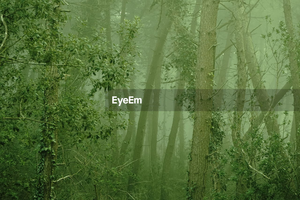 PANORAMIC VIEW OF TREES IN FOREST