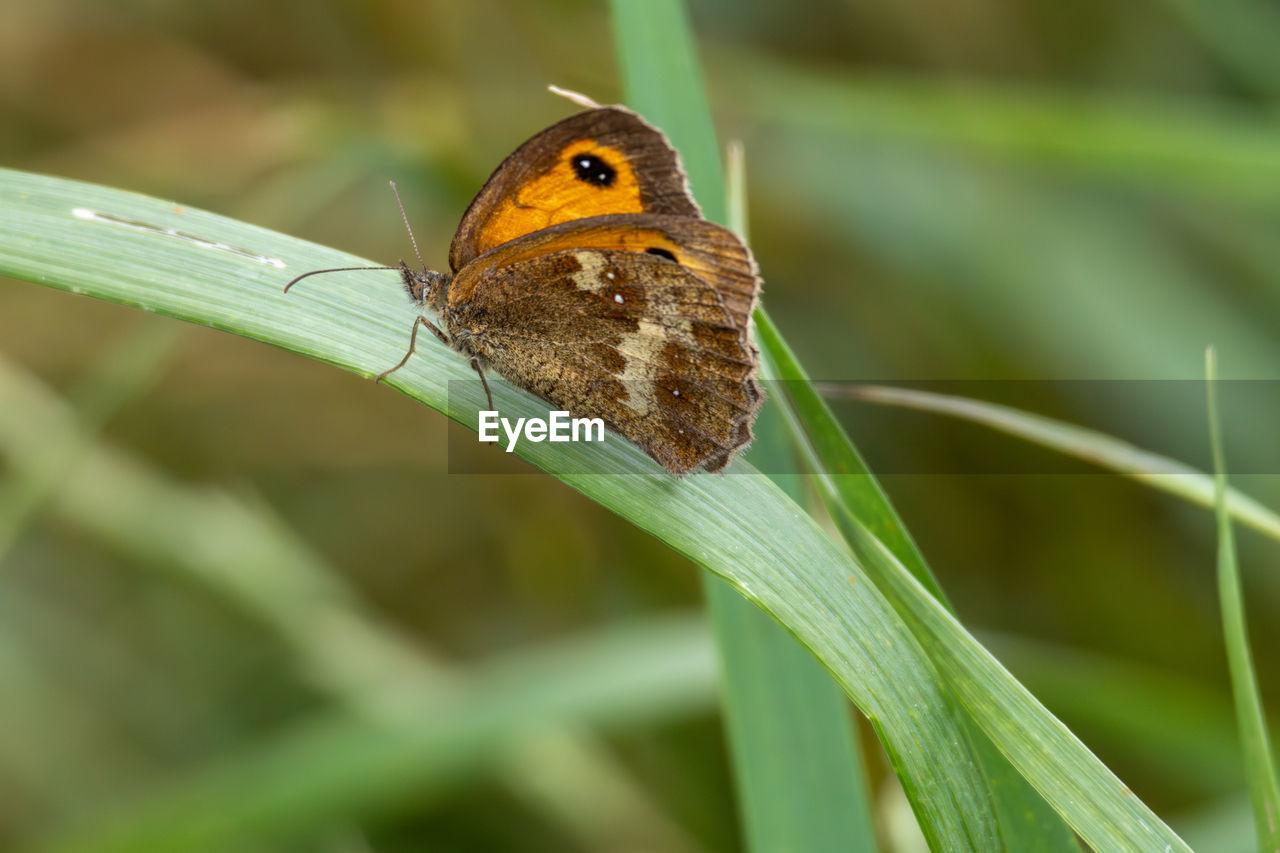 animal themes, animal, animal wildlife, one animal, wildlife, insect, butterfly, beauty in nature, close-up, macro photography, plant, nature, moths and butterflies, animal wing, green, grass, focus on foreground, animal body part, no people, perching, flower, environment, plant part, outdoors, leaf, macro, day, side view