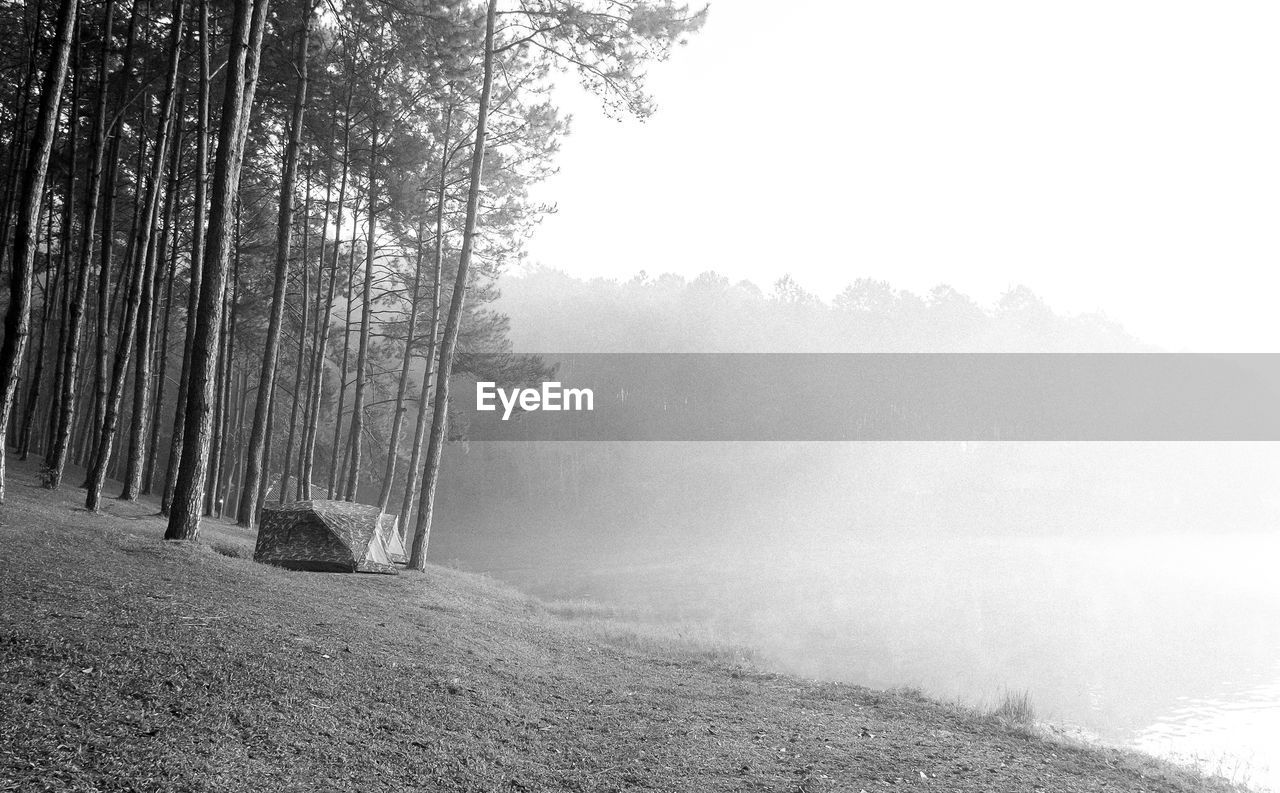 Scenic view of foggy forest against sky