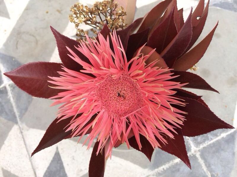 CLOSE-UP OF RED FLOWER