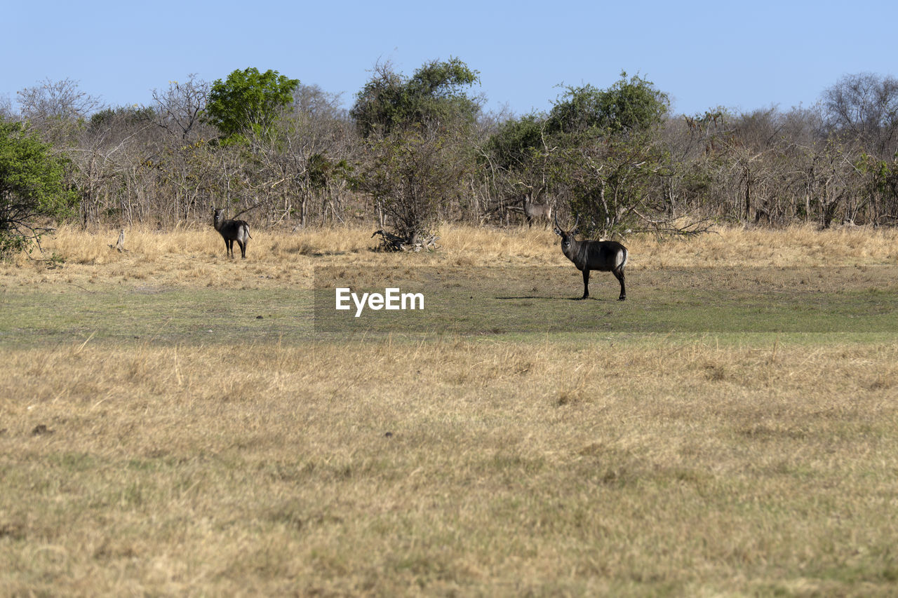 View of a waterbuck on field