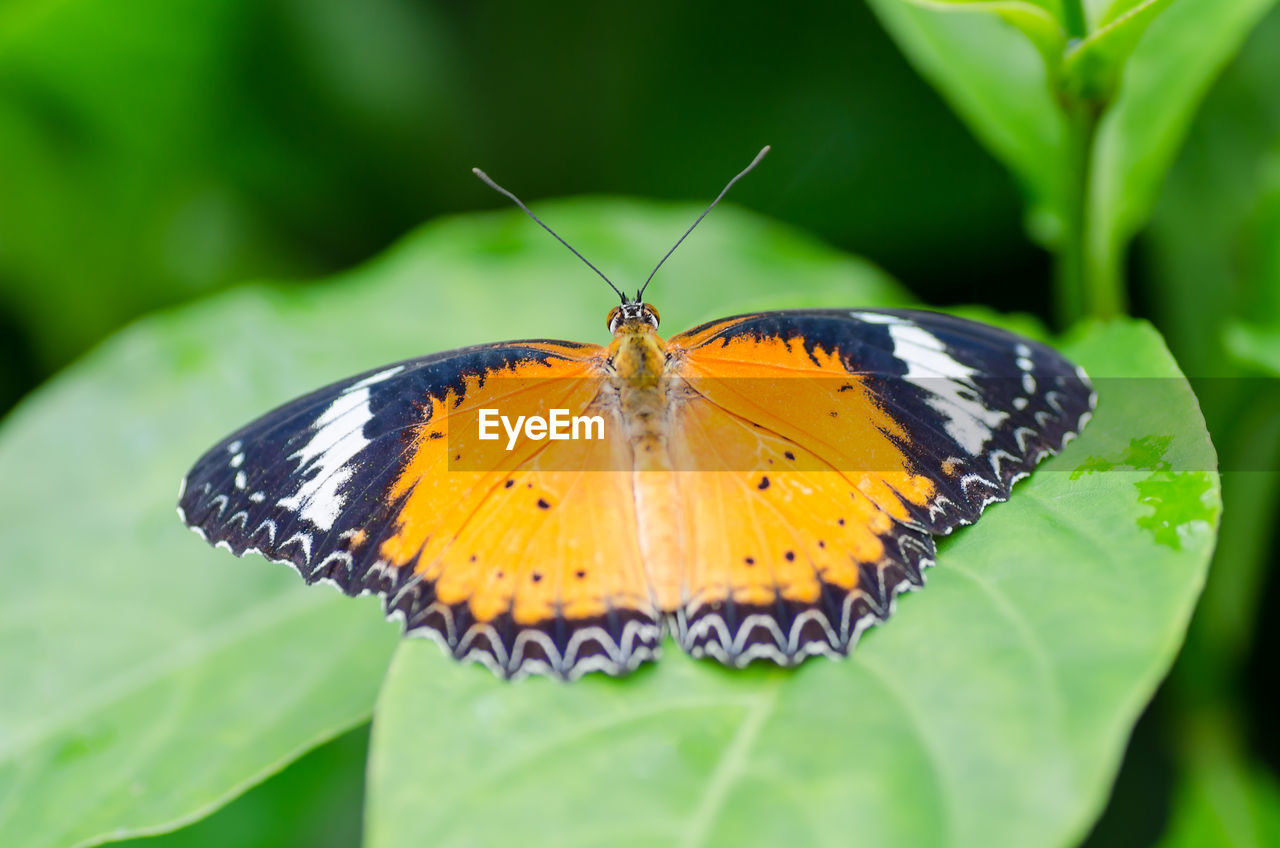 Butterfly perching on leaf