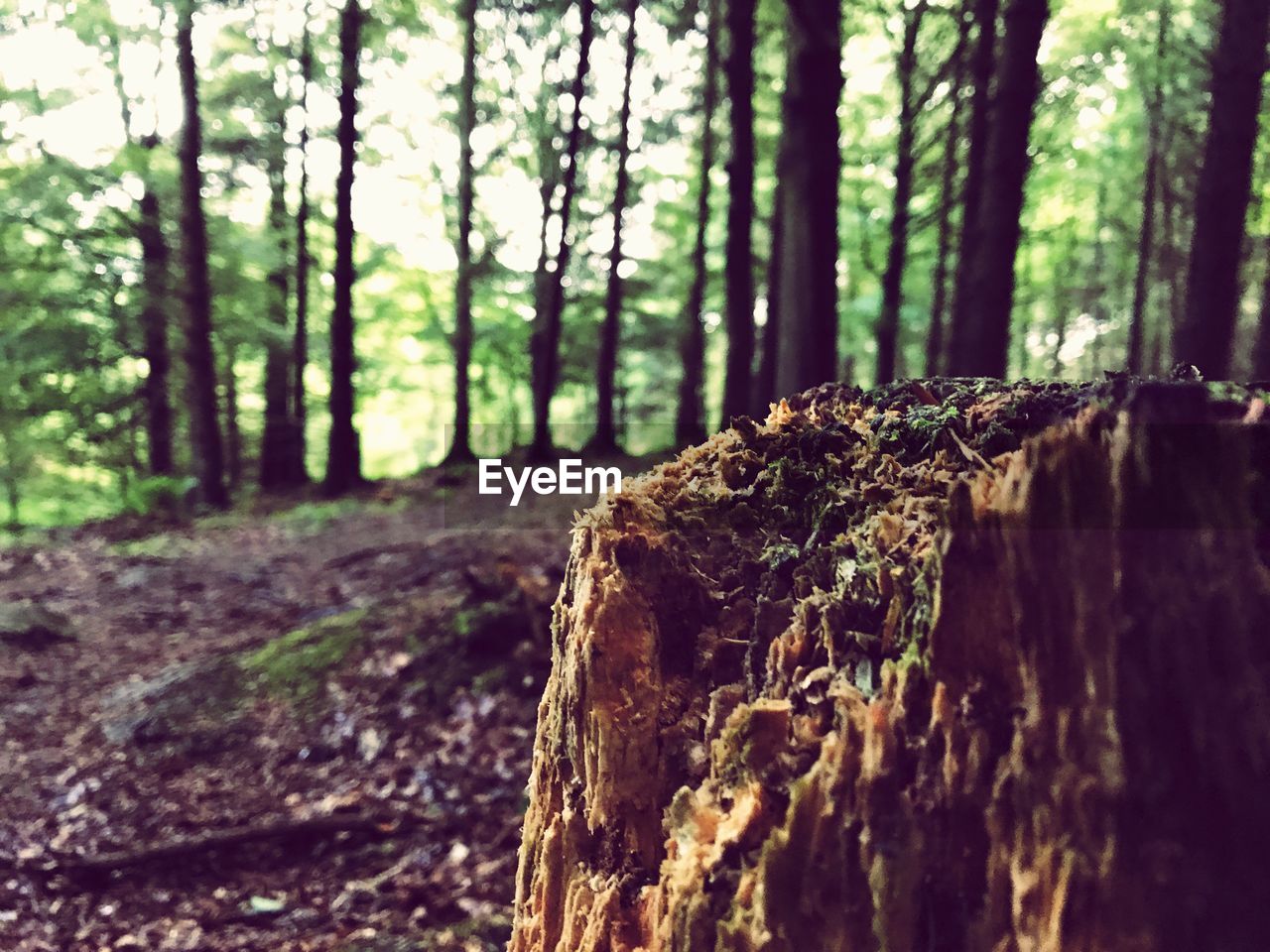 CLOSE-UP OF TREE STUMP ON FOREST