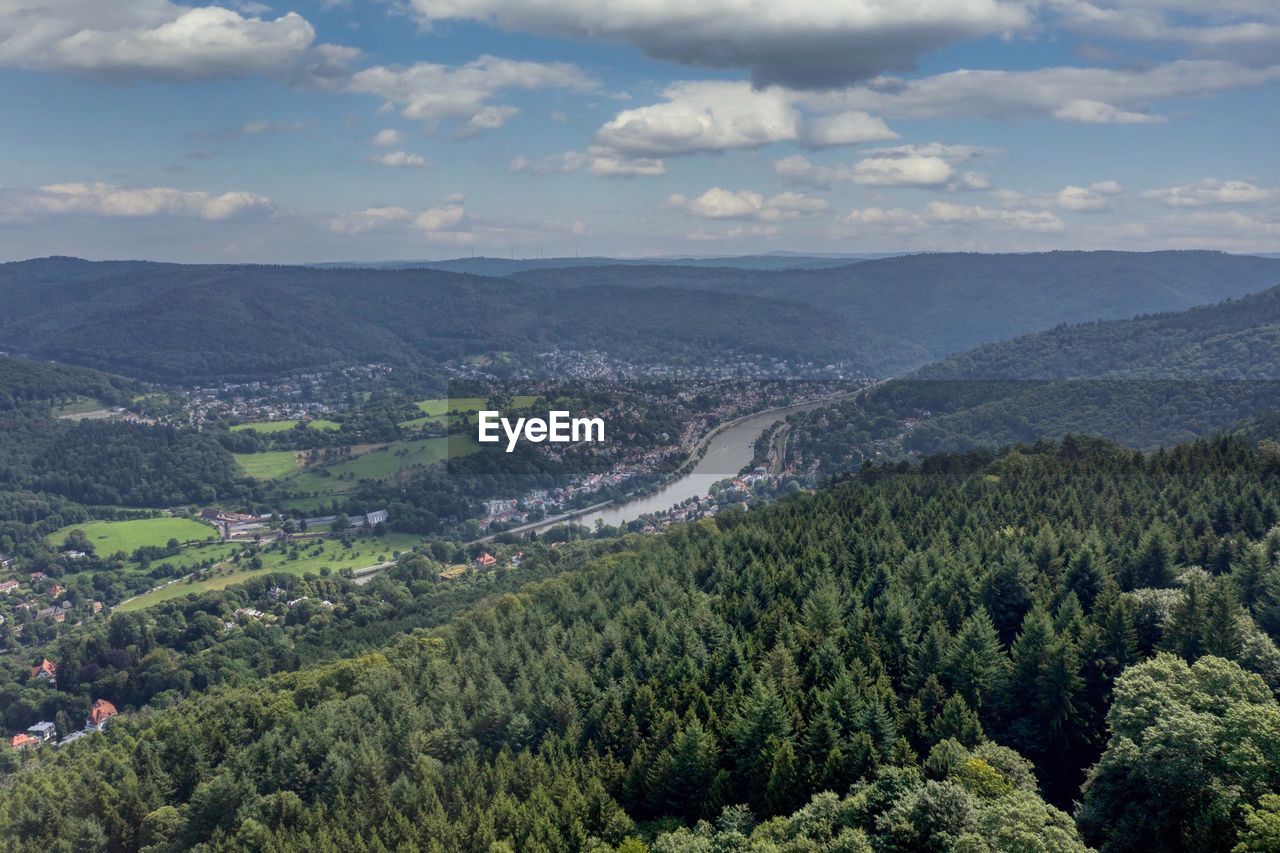 HIGH ANGLE VIEW OF TREES AND PLANTS GROWING IN FOREST