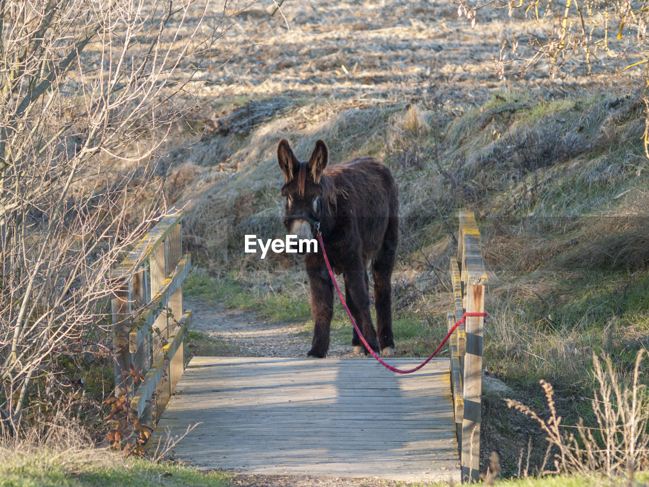 DOG ON LANDSCAPE