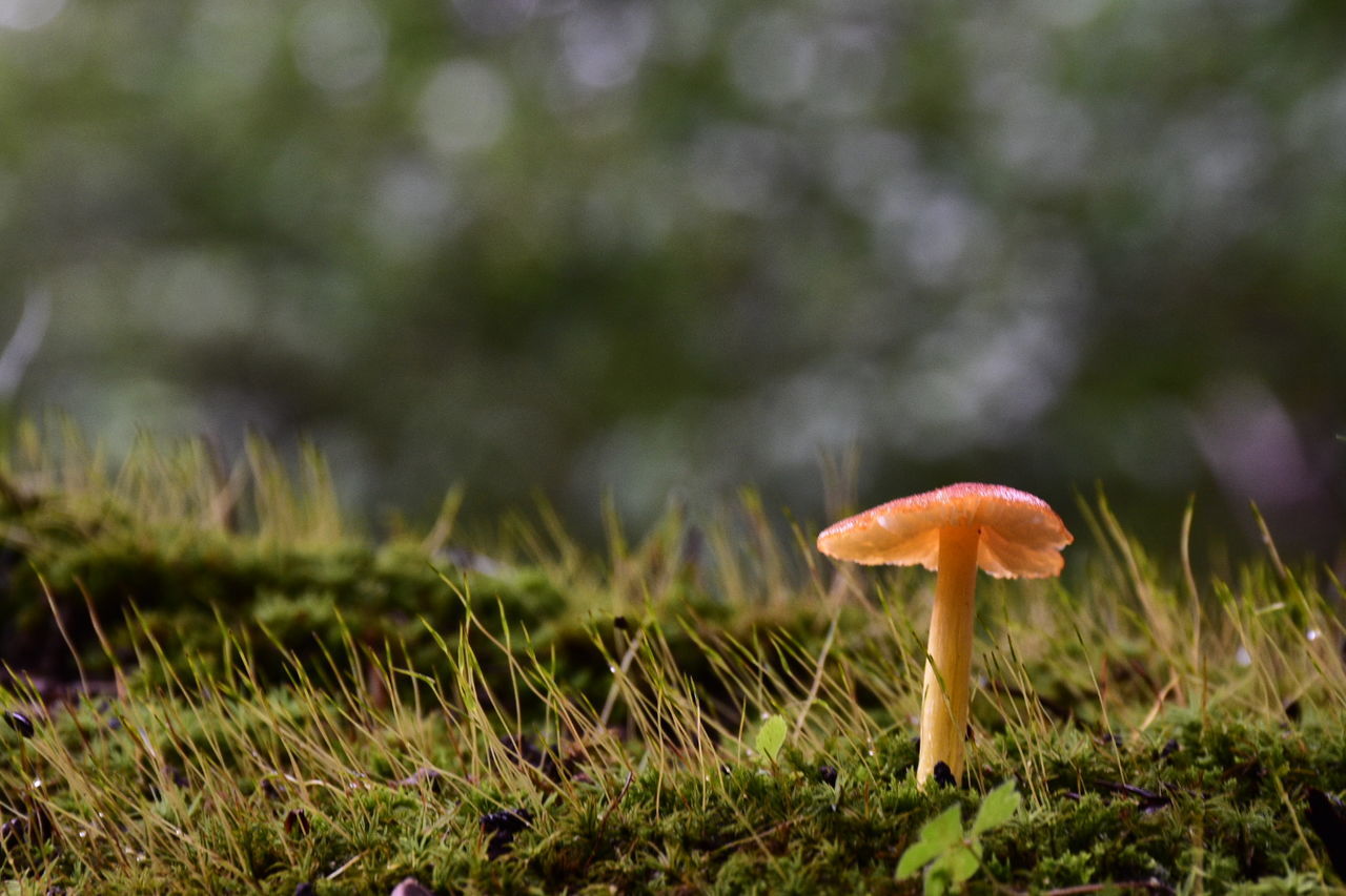 Close-up of mushroom growing on field