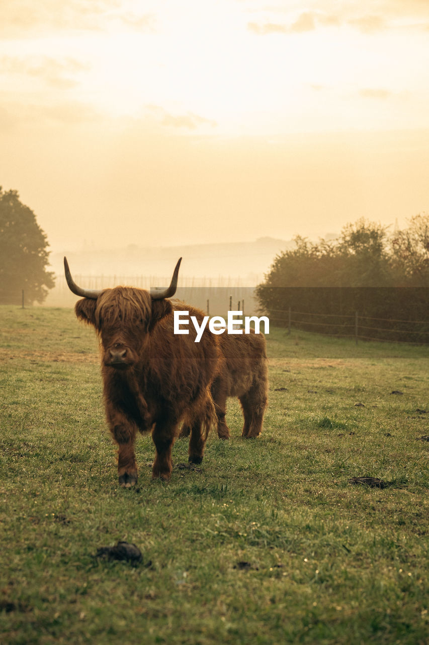 cow standing on field