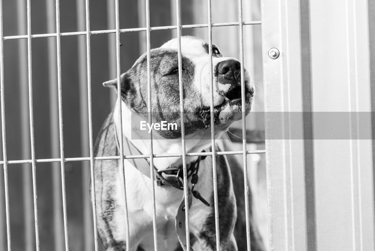 DOG LOOKING THROUGH WINDOW IN CAGE