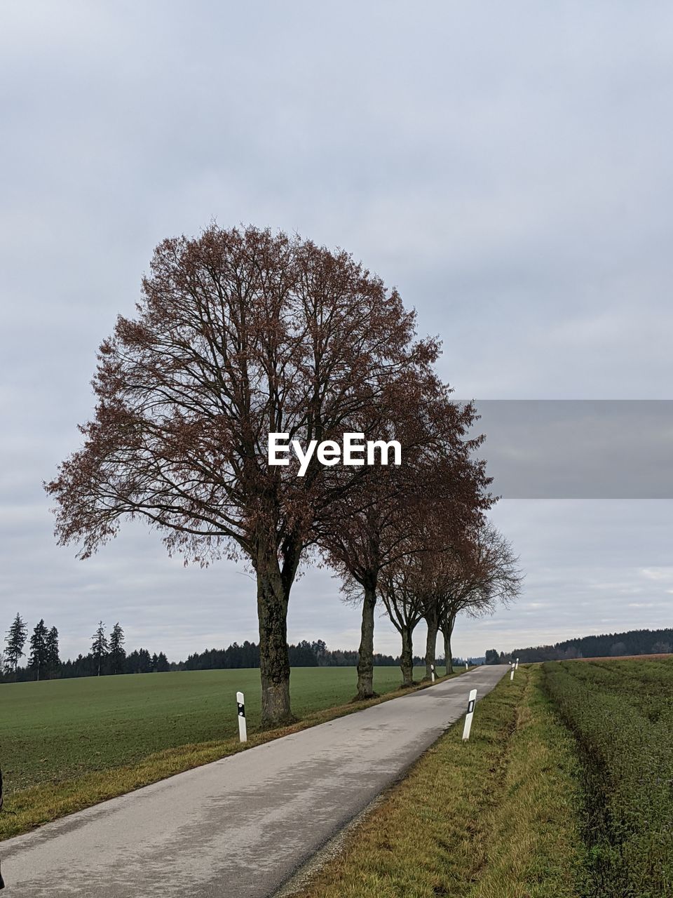 TREE ON FIELD AGAINST SKY