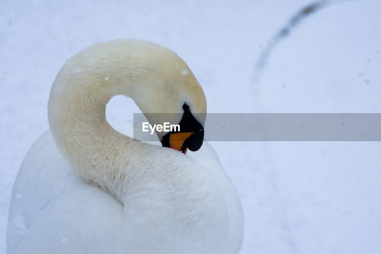 Close-up of swan swimming in water