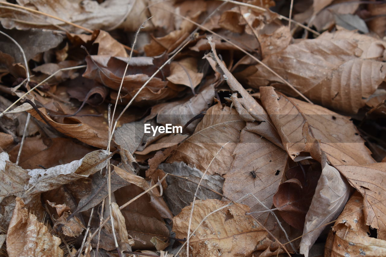 CLOSE-UP OF DRIED LEAVES ON FIELD