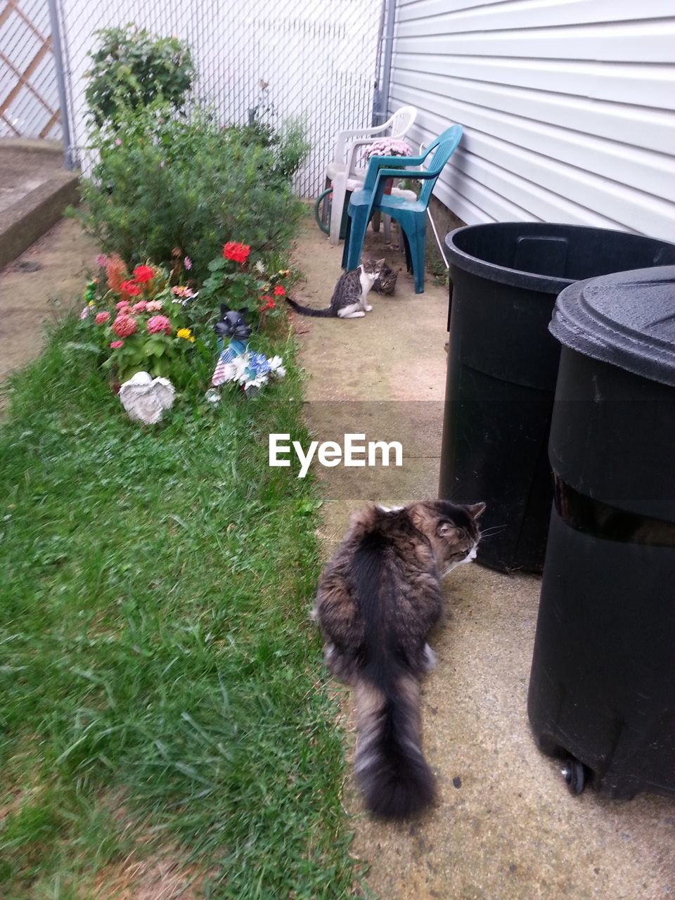 PORTRAIT OF CAT IN BACKYARD