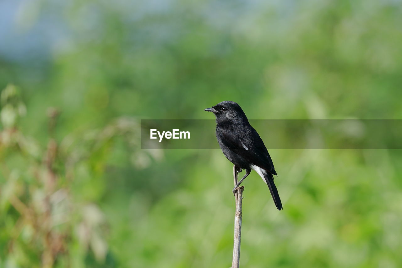 Bird perching on a plant