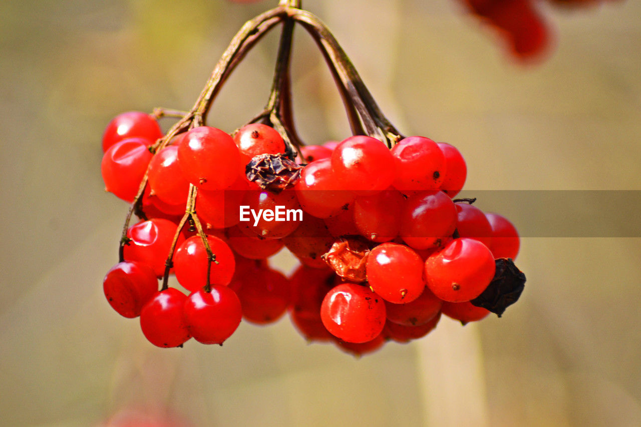 red, macro photography, fruit, plant, food, flower, food and drink, produce, healthy eating, close-up, focus on foreground, hanging, no people, freshness, nature, wellbeing, petal, berry, tree, day, cherry, outdoors, ripe
