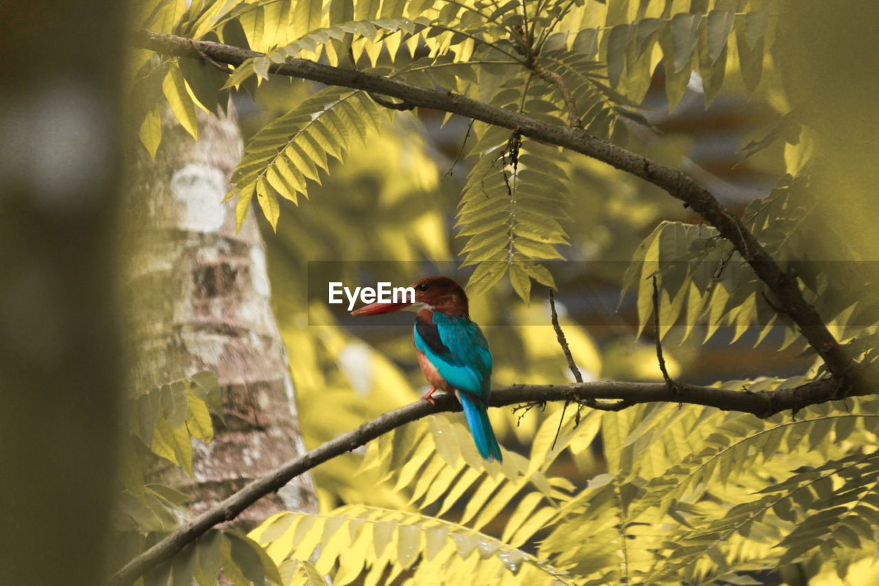 Kingfisher perching on a branch