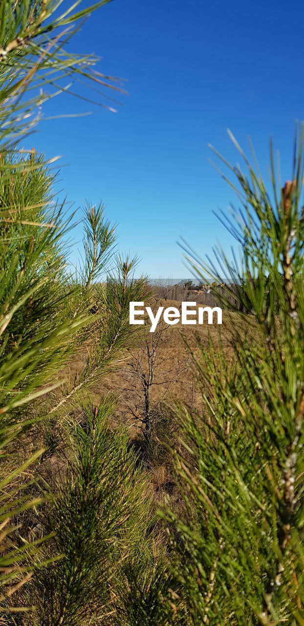 PLANTS ON FIELD AGAINST CLEAR SKY