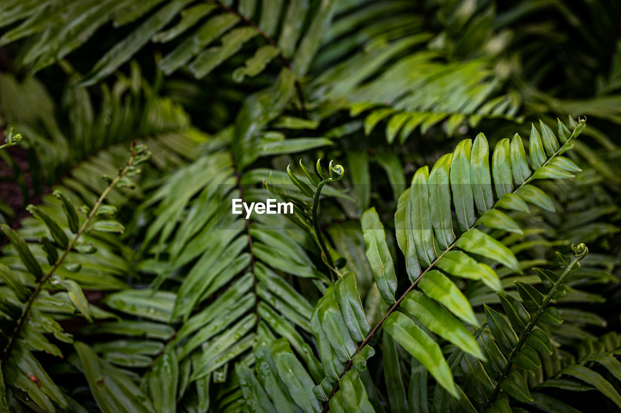 full frame shot of palm tree