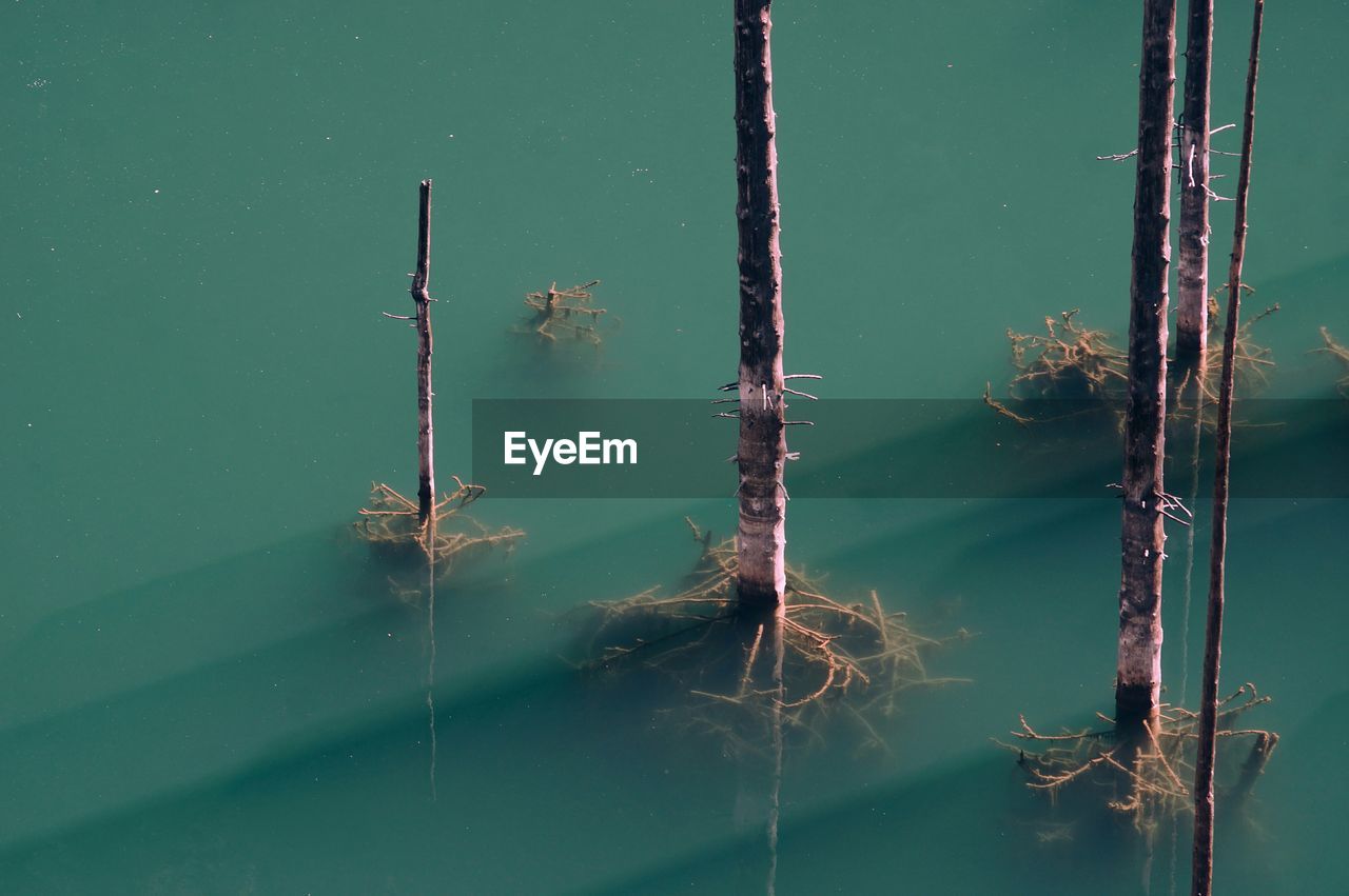 High angle view of plant stems in lake